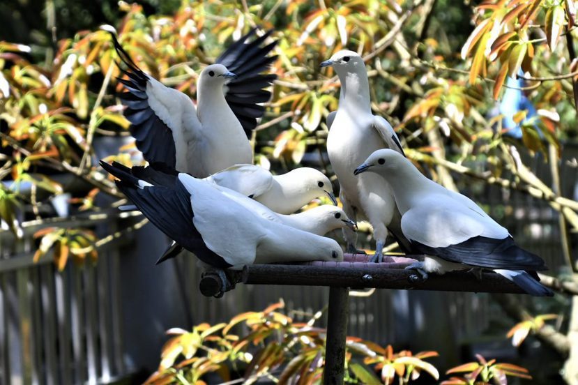 黑袖鴿乳白翅膀鑲了黑邊，看似紳士，一旦餵食開始，原形立現。 圖／沈正柔攝影
