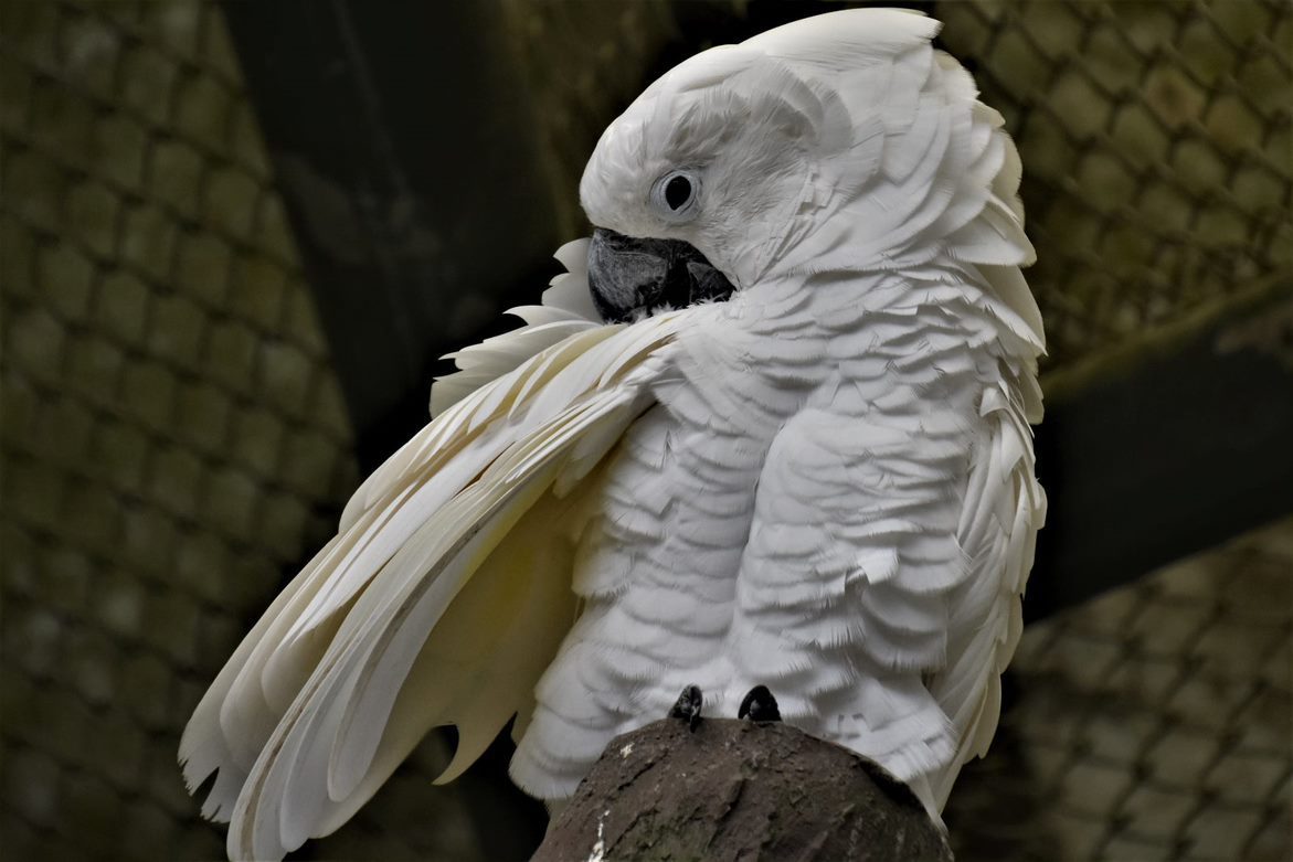 白鳳頭鸚鵡冠羽展開似傘。 圖／沈正柔攝影