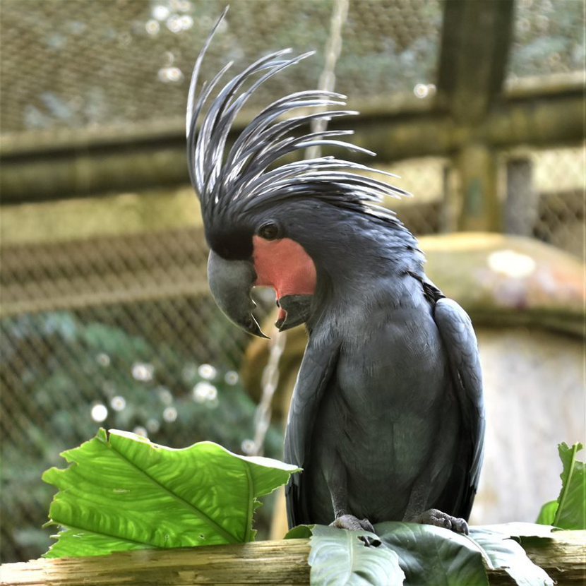 棕櫚鳳頭鸚鵡最引人注目。 圖／沈正柔攝影