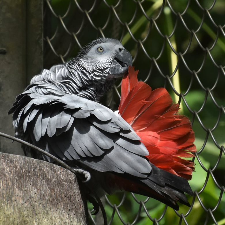非洲灰鸚鵡也是鸚鵡屋住客，把握久雨初晴，不停梳理羽毛，有意無意炫耀鮮豔的紅色尾羽...