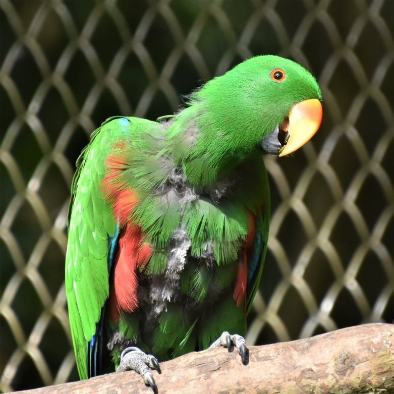 折衷鸚鵡不遑多讓，不時飛翔展示綠外套下的紅、藍色內衣。 圖／沈正柔攝影
