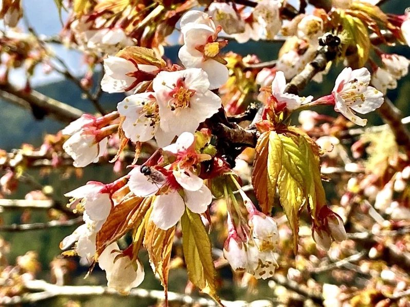 台灣特有種「太平山櫻花」的花朵潔白帶點粉紅色，也被稱為「太平山白櫻花」。
 圖...