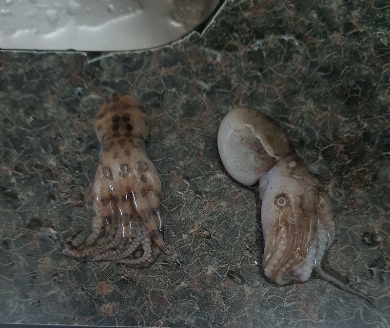 劇毒的藍環章魚(左)以及一般可食用的章魚(右)。圖擷自PTT