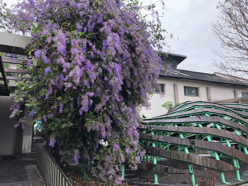 他里霧文化園區紫色錫葉藤逐漸轉白，把握最後花期出發賞花。記者黃于凡／攝影