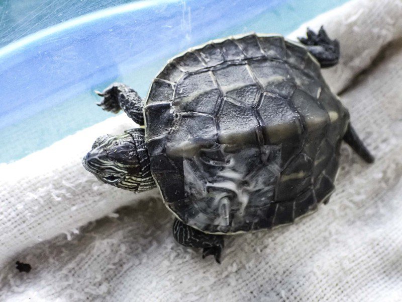 台北市立動物園25日表示，日前有熱心民眾在非洲動物區拾獲一隻直徑約4公分大的野生斑龜寶寶，背甲上有明顯裂痕，經搶救仍傷重不治。（台北市立動物園提供） 中央社