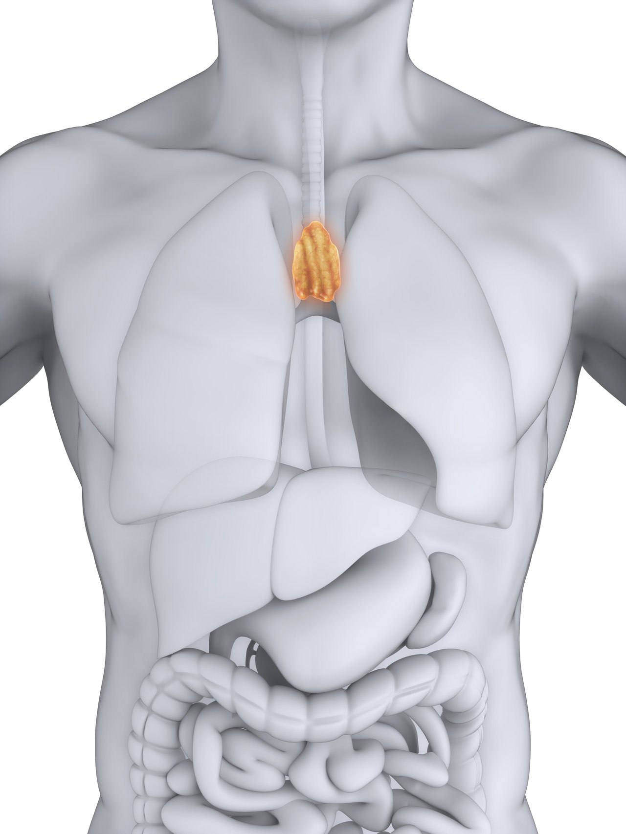 胸腺位於胸骨下方，是人體重要的內分泌及免疫器官之一。 圖/123RF