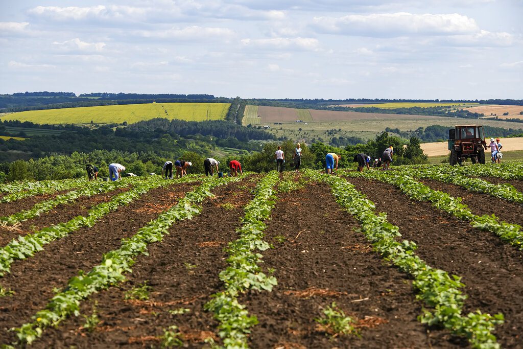 圖為烏克蘭文尼察地區的農田。 圖／美聯社