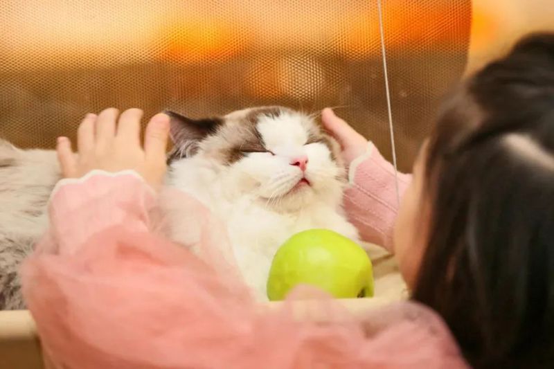 大陸有不少人開設貓咪咖啡廳做生意，吸引客人上門消費與貓咪互動。圖／取自視覺中國