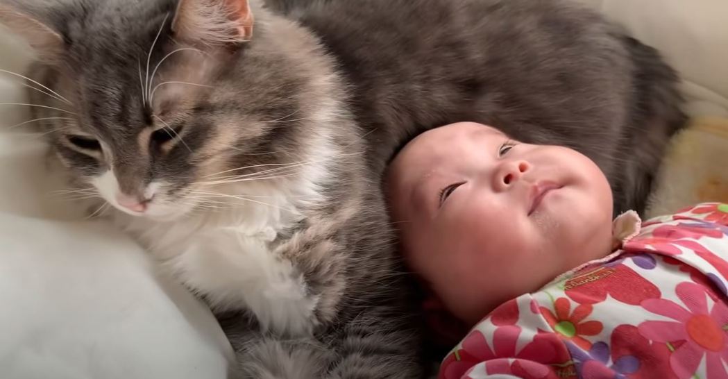 挪威森林貓「小蒼」是個稱職的貓保母，用肚肚當枕頭哄寶寶睡覺。 (圖/取自影片)