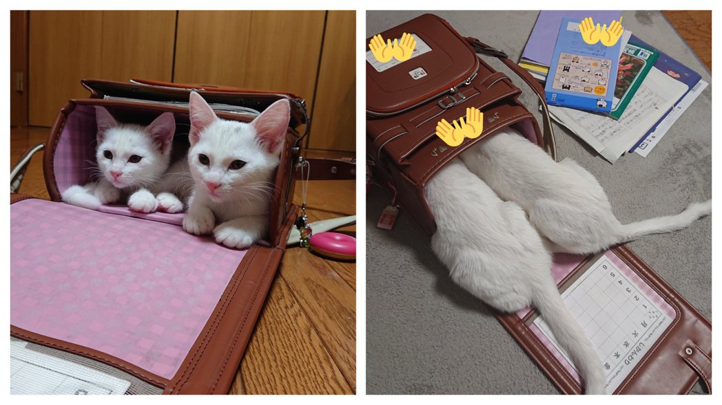 白貓姐妹花沒發現自己長大長胖了，還以為自己可以跟以前小貓時代一樣順利鑽進書包裡面睡覺，現在只剩頭可以進去。 (圖/取自推特)