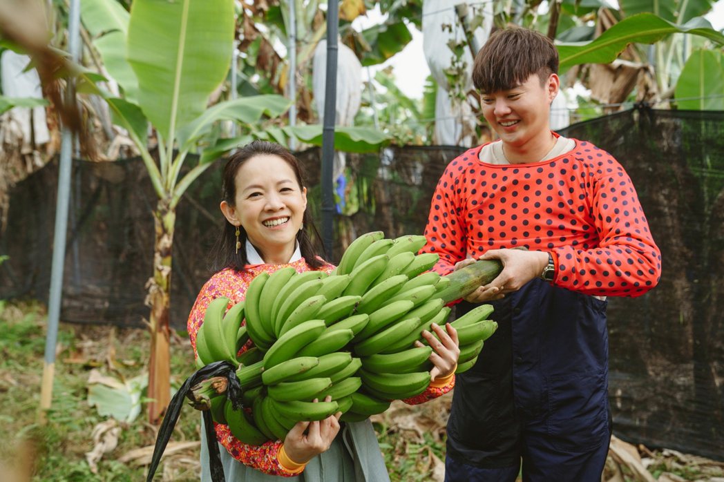 許富凱和曾寶儀動手採收香蕉。圖／三立提供