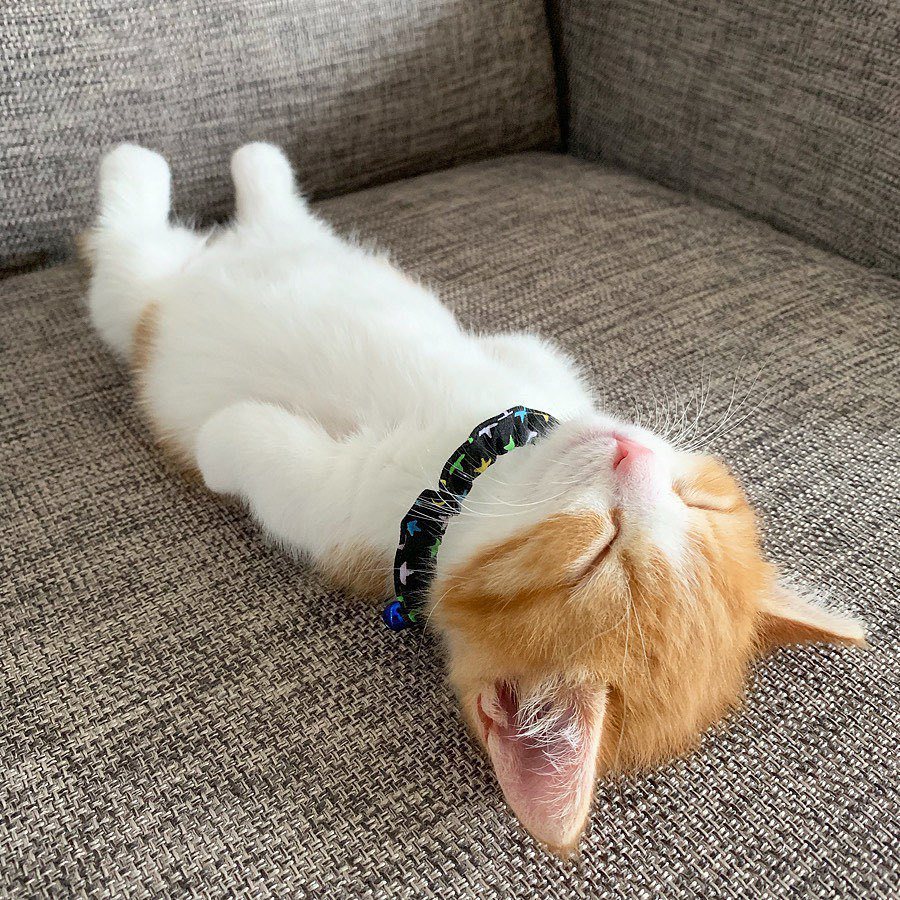 可愛的曼赤肯貓「茶太」喜歡躺平睡覺。 (圖/取自IG)