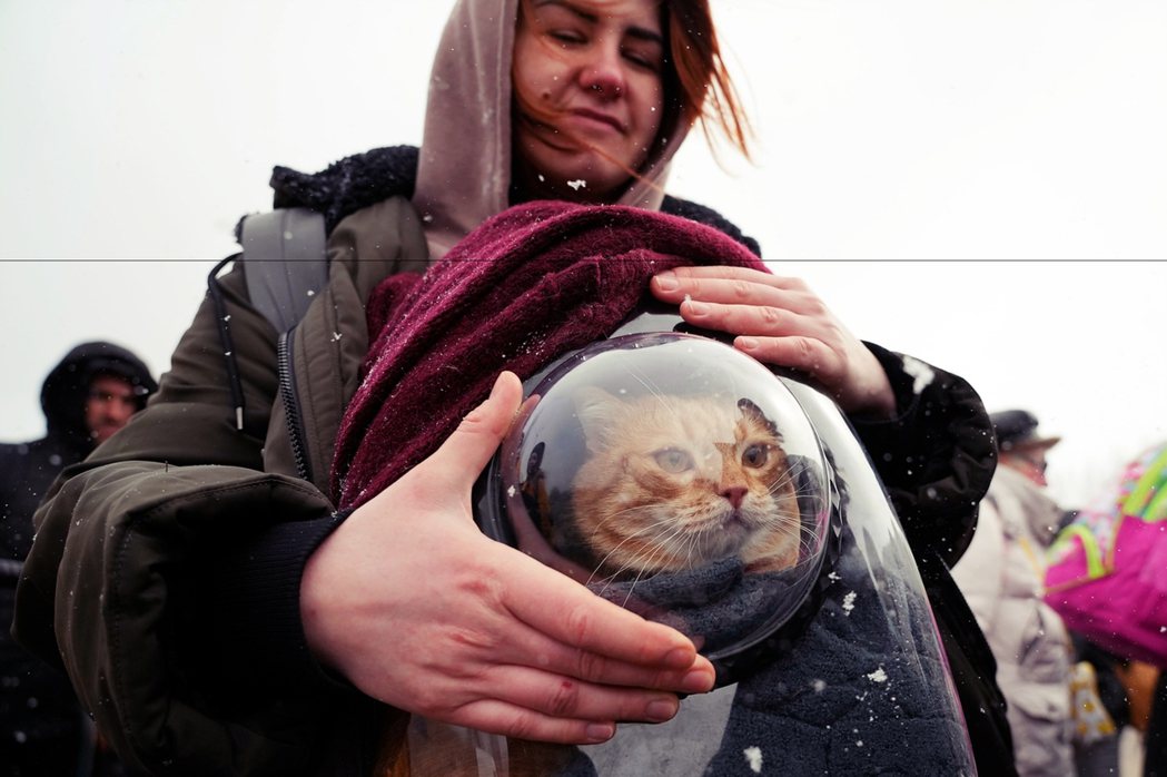 和烏克蘭難民一同撤離的貓咪。 圖／美聯社