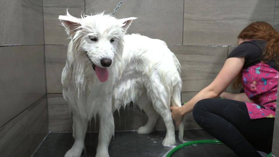 薩摩耶犬洗澡。 (圖/取自影片)
