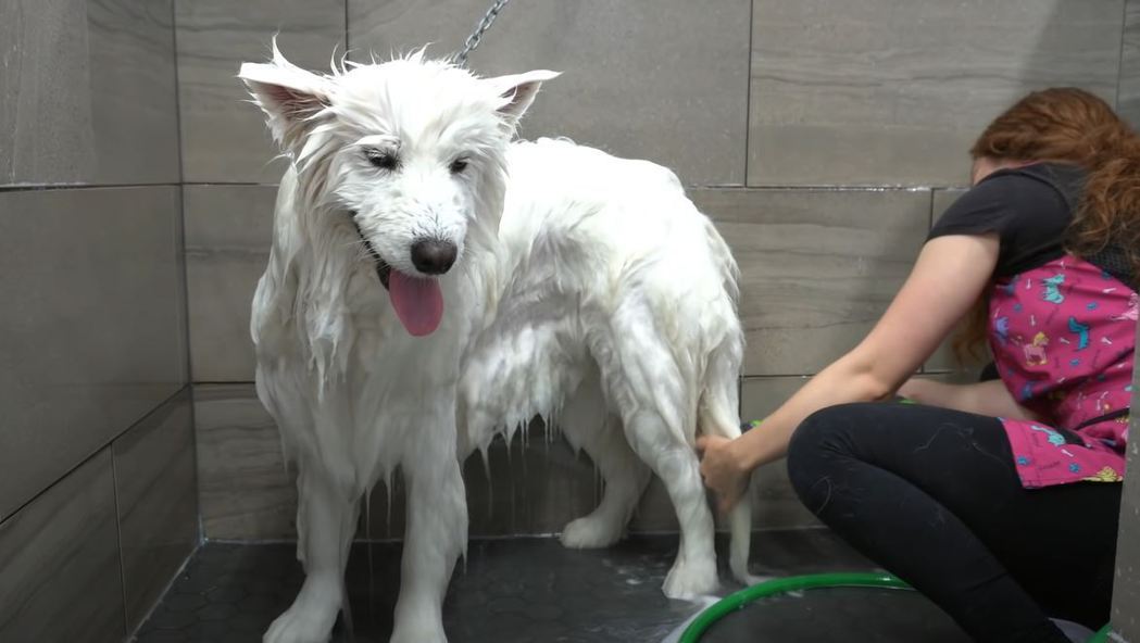 薩摩耶犬享受美容師超好的洗澡技術，開心到瞇瞇眼開飛機耳。 (圖/取自影片)
