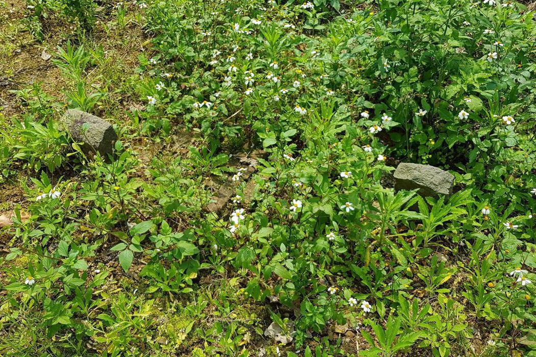 蔣渭水墓周遭長滿了外來種植物大花咸豐草。 圖／台北文資團體提供