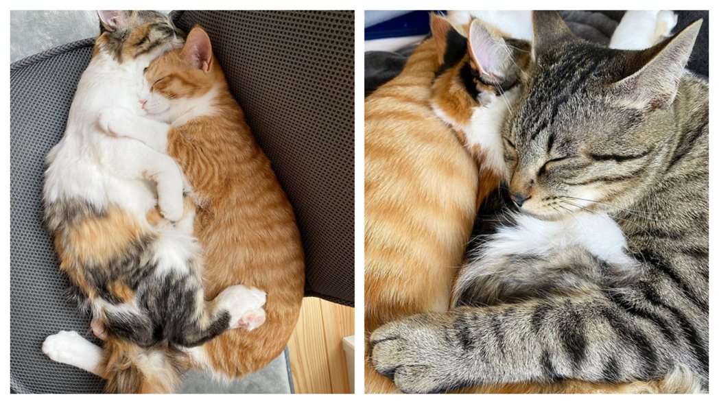 橘貓與虎斑貓兄妹感情超好會抱抱睡覺，虎斑貓大哥也學牠們三隻貓咪抱成一團。 (圖/取自IG)