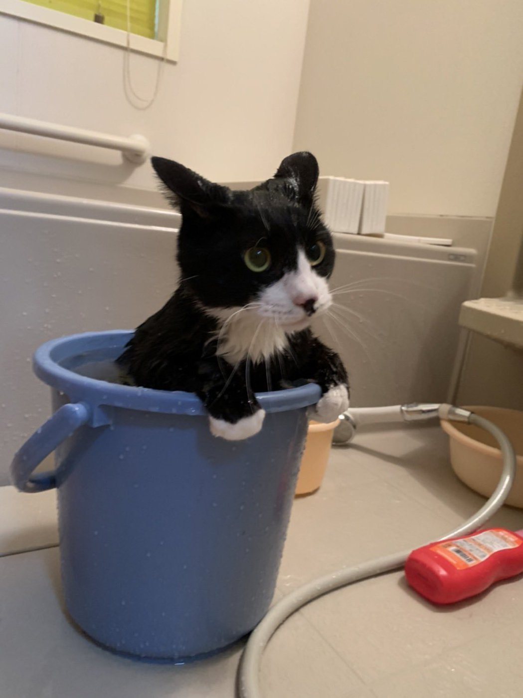 小賓士貓很喜歡洗澡，都會自己進到浴桶內坐好。 (圖/取自推特)
