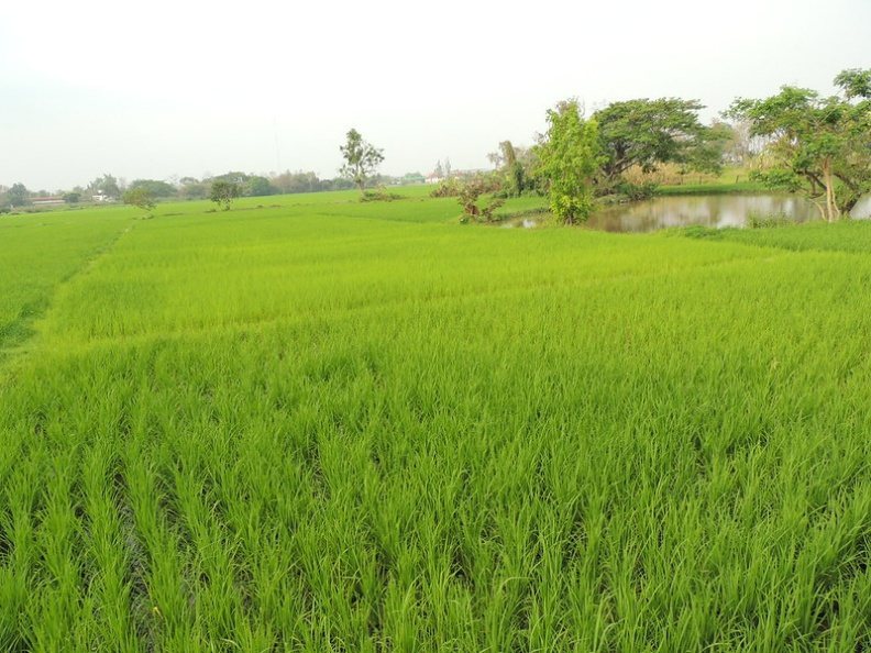 圖／泰國水稻示意圖。flickr by jeannetteyvonne
