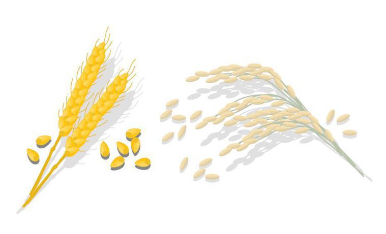 白米飯距離原始型態較近，只有脫去米糠層和胚乳，至於麵條，是小麥先經過上述那段過程...