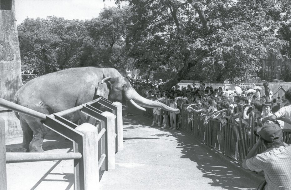 民國75年8月15日圓山動物園關閉，最後一天營業吸引大批民眾趕來目睹歷史性的一刻，並和69歲的大象林旺告別。本報資料照片