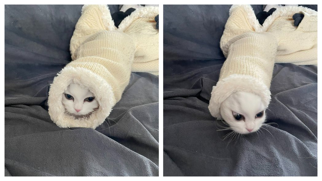 小白貓貪玩躲進媽媽衣服裡面，被爸爸抓到秒掙脫衣服逃跑。 (圖/取自推特)