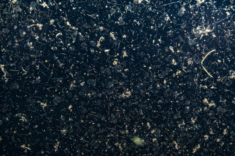 世人都知海洋塑膠廢物汙染嚴重，但深海生物就能逃塑膠微粒之害？圖為阿拉斯加大學海洋學副教授麥克當尼爾提供的白令海海洋雪及糞粒圖。圖／取自紐約時報