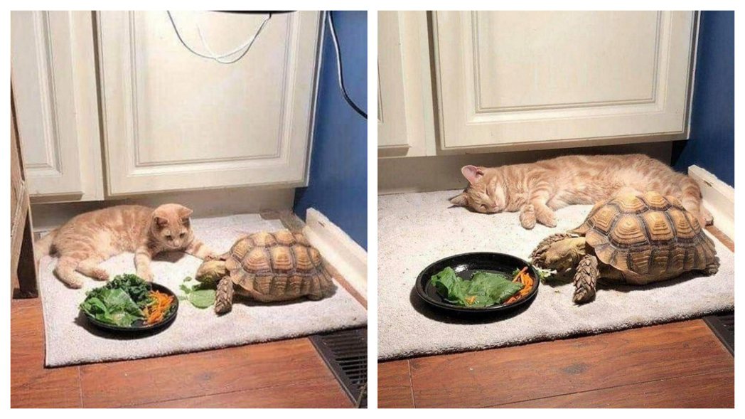 貓咪:龜龜你吃完了嗎...ZZZ。 (圖/取自推特)