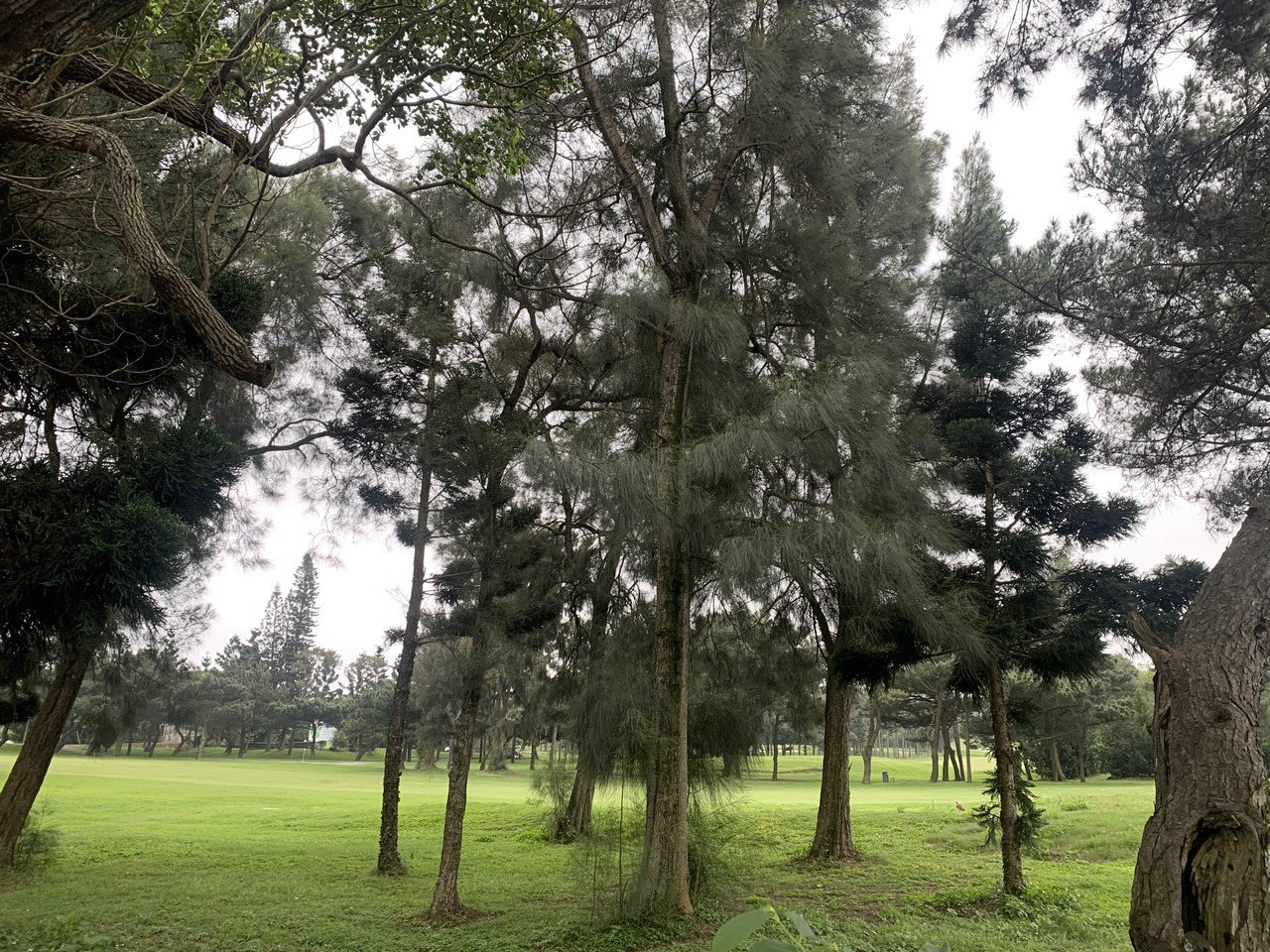 新豐鄉松林村舊名「松柏林」，松樹超過2萬棵，地名便是由此而來。 圖／巫鴻瑋 攝影