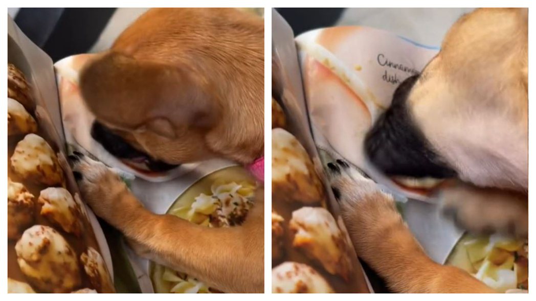 貪吃的狗狗看到食譜上的照片又吸又咬又舔。 (圖/取自影片)