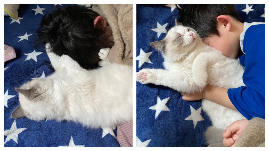 小奶貓跟小主人感情超好，每天都要一起抱抱睡覺。 (圖/取自推特)