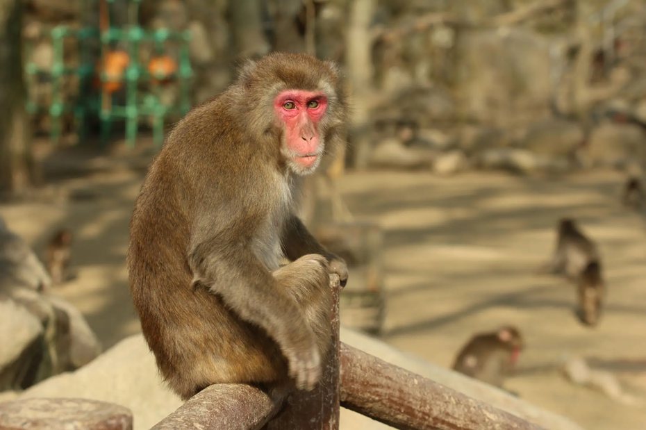 高崎山自然動物園中的首位母猴王「雅凱」。 (圖/取自高崎山自然動物園)