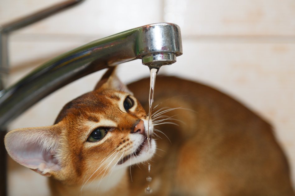 貓咪通常不喜歡喝水，飼主須緊盯水分補充。圖／Ingimage