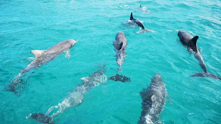 每年4月開始便是搭船賞海豚的最佳時節，幸運的話還可看到大鯨魚拍打魚尾的景象。圖╱雄獅旅遊提供