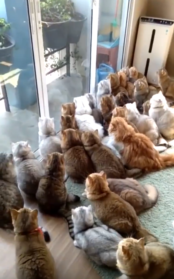 大批貓貓凝視窗外的鴿子。圖取自微博