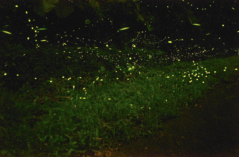 台北市郊區山上和市區公園內都有螢火蟲可以觀賞。記者鍾維軒／攝影
