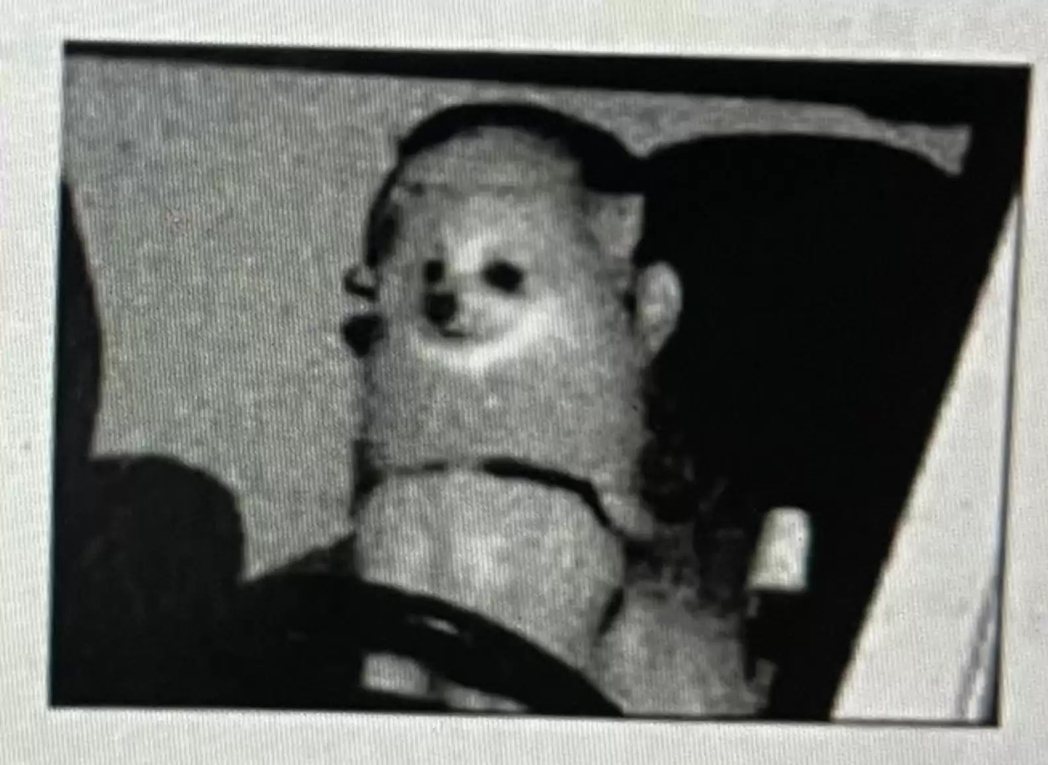 德國一名男子收到超速罰單，駕駛座上卻是一隻博美犬。圖擷自The Dodo