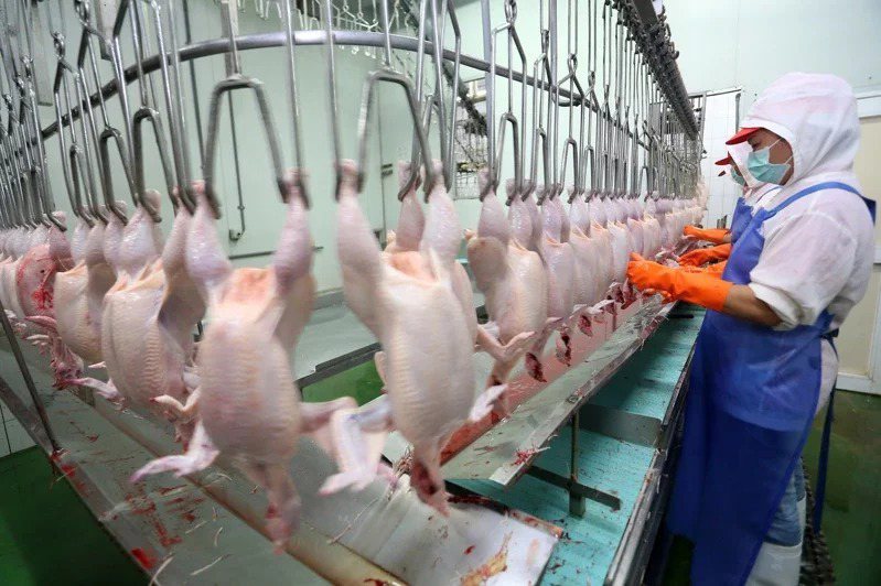 農委會昨才表示未拍板放寬任何進口雞肉防檢疫規定，進口業者仍依照現行規範由非禽流感疫區進口。本報資料照片