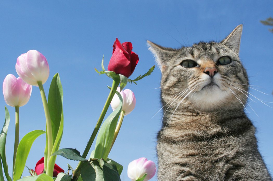 對貓咪來說，很多植物花草都有毒。ingimage