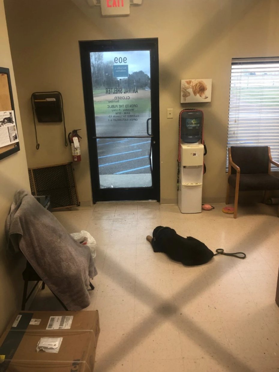 4個月大的賈達在主人離開後躺在大廳不動，照片令人心碎。圖／翻攝自Senatobia-Tate County Animal Shelter臉書