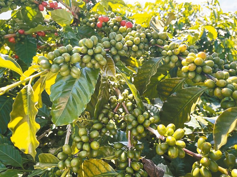 嘉義縣阿里山咖啡豆逢採收期，咖啡農認為今年豆子產量、質量相對提升。圖／里響咖啡提供