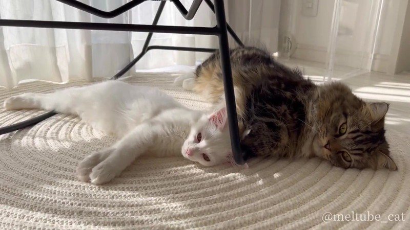 新收編的小白貓跟原先的波斯貓兩隻貓神同步一起睡午覺。 （圖/取自推特）