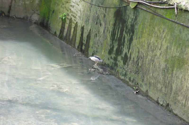新北瓦磘溝過去長年惡臭，市府近年全力改善，鳥類也漸漸回來水域。記者李成蔭／攝影