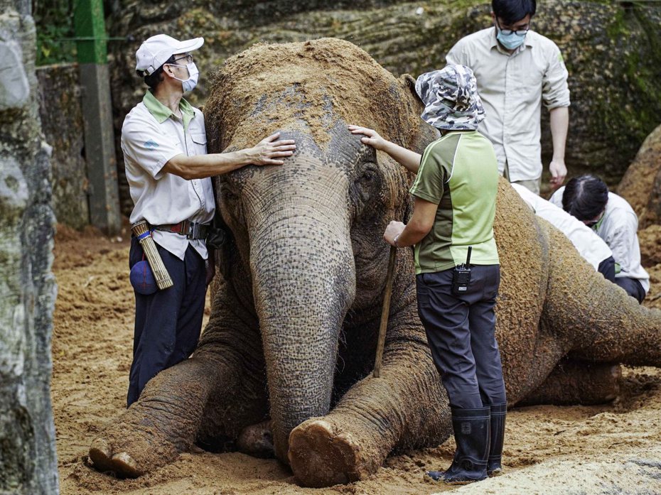 大型動物治療時，保育員安撫動物的情緒，讓獸醫師能進行檢查，圖為亞洲象「友愷」。圖／動物園提供