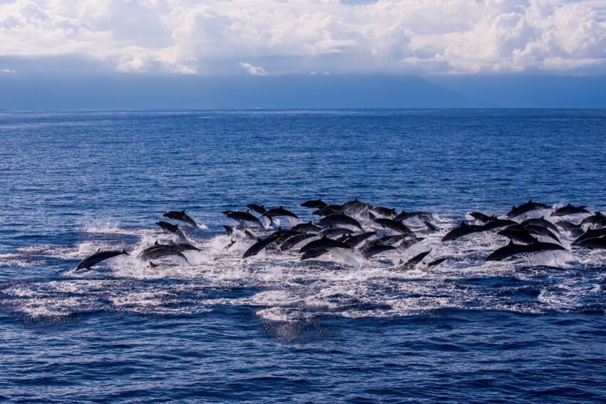 在花蓮賞鯨還可以見到熱帶斑海豚、弗氏海豚 、瓶鼻海豚、虎鯨、偽虎鯨、抹香鯨、短肢...