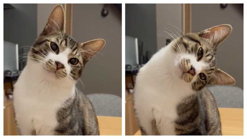 貓咪一臉疑惑觀察主人刷牙，頭從45度歪成90度。 (圖/取自推特)