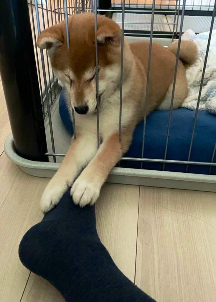 柴犬Yui抓住主人腳上的襪子，不想和他分開。圖擷自@shibainu_yui