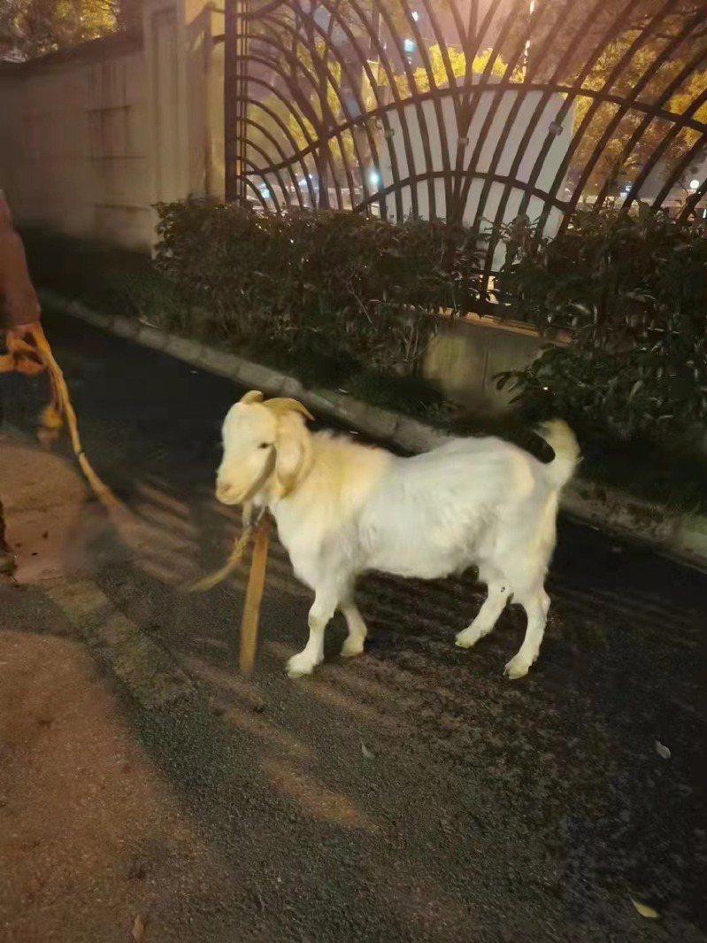 微博上瘋傳有上海社區居民為了討吉利，團購了一隻羊還取名叫楊丞琳。 （圖/取自微博）