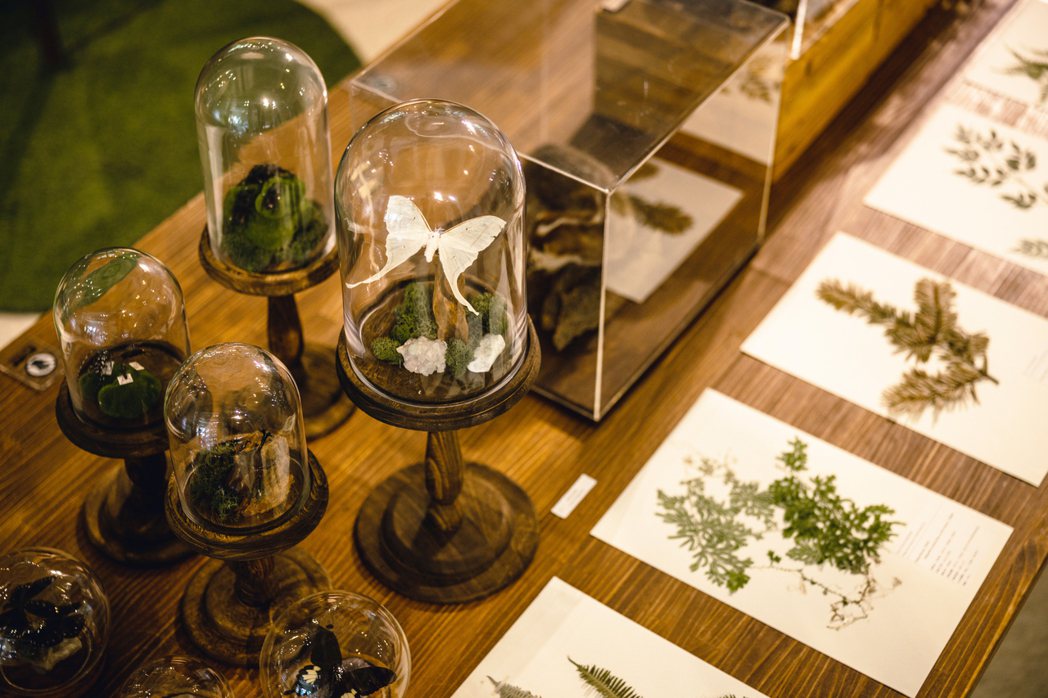 「茶山學特展」透過栩栩如生的動植物標本及珍稀文物，建構出森林秘境般的五感體驗展場...