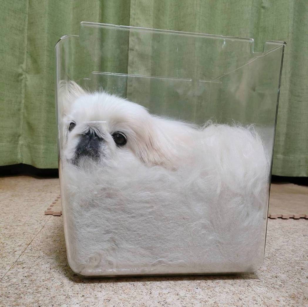 北京狗海膽把自己擠進透明的方盒中。圖擷自@uniko53